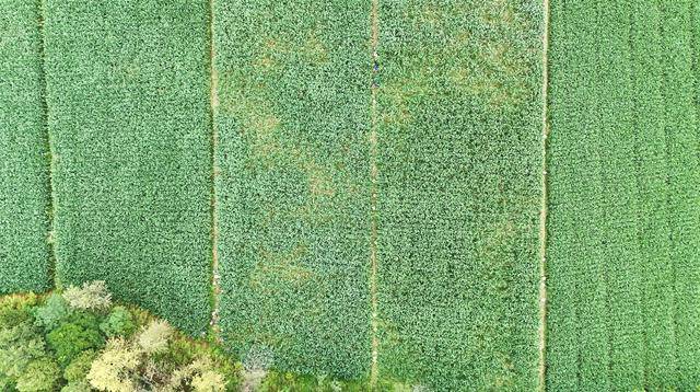 成县:山海协奏“茭”响曲 | 法国乙组联赛