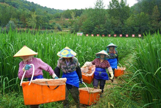 成县:山海协奏“茭”响曲 | 法国乙组联赛