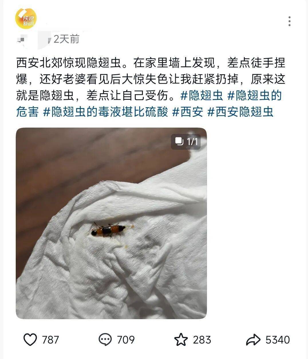 皇冠信用盘_西安多区发现隐翅虫?千万别拍皇冠信用盘!毒液堪比硫酸