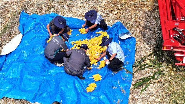 皇冠信用網_全国26家实验室参与皇冠信用網!由雷沃支持的这场“田间论剑”举行