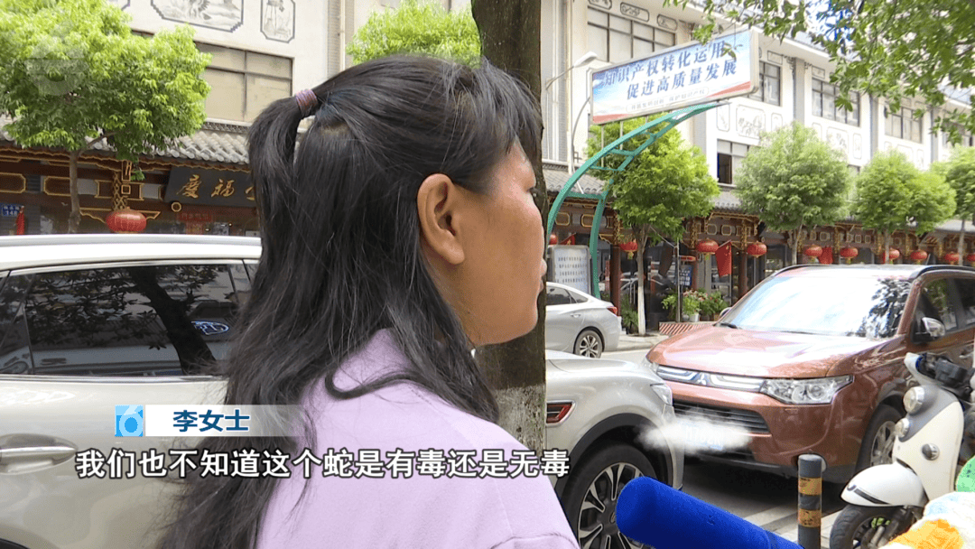 皇冠信用网怎么申请_太吓人!云南女子网购塑料凳皇冠信用网怎么申请,拆开竟发现一条蛇被胶带粘在椅子上!还在动